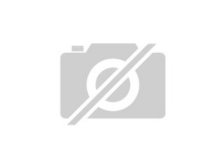 Main Coon / Norweger Mischlinge